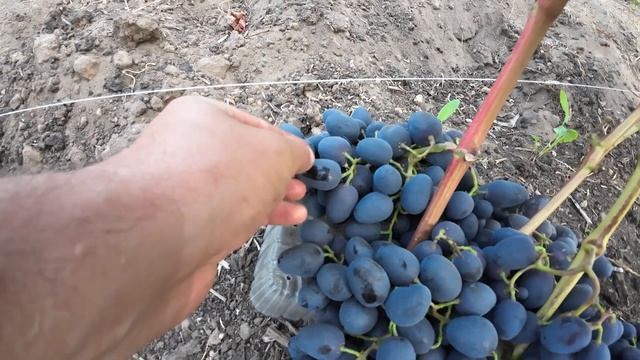 Виноград Беларуси. Очень интересная гибридная форма. смотреть онлайн