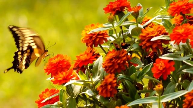 Светлана Касьянова. стих - "Цветы бывают разные." смотреть онлайн