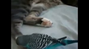 Попугай и кот. Прикольный видос!!))))