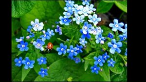 Полевые цветы. Иван Бунин.