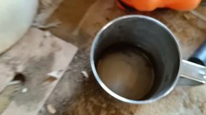 Мушмула прививка на айву