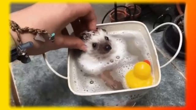 Смешные кошки коты собаки Позитив Создай себе хорошее настроение смотреть онлайн