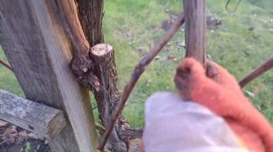 Обрезка  столового винограда "Аркадия" длинными лозам?