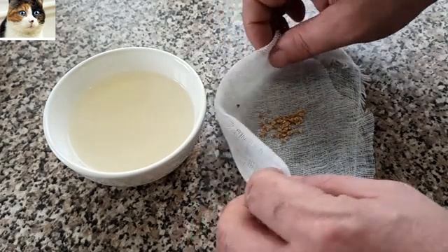 Обработка семян Чесноком перед посевом