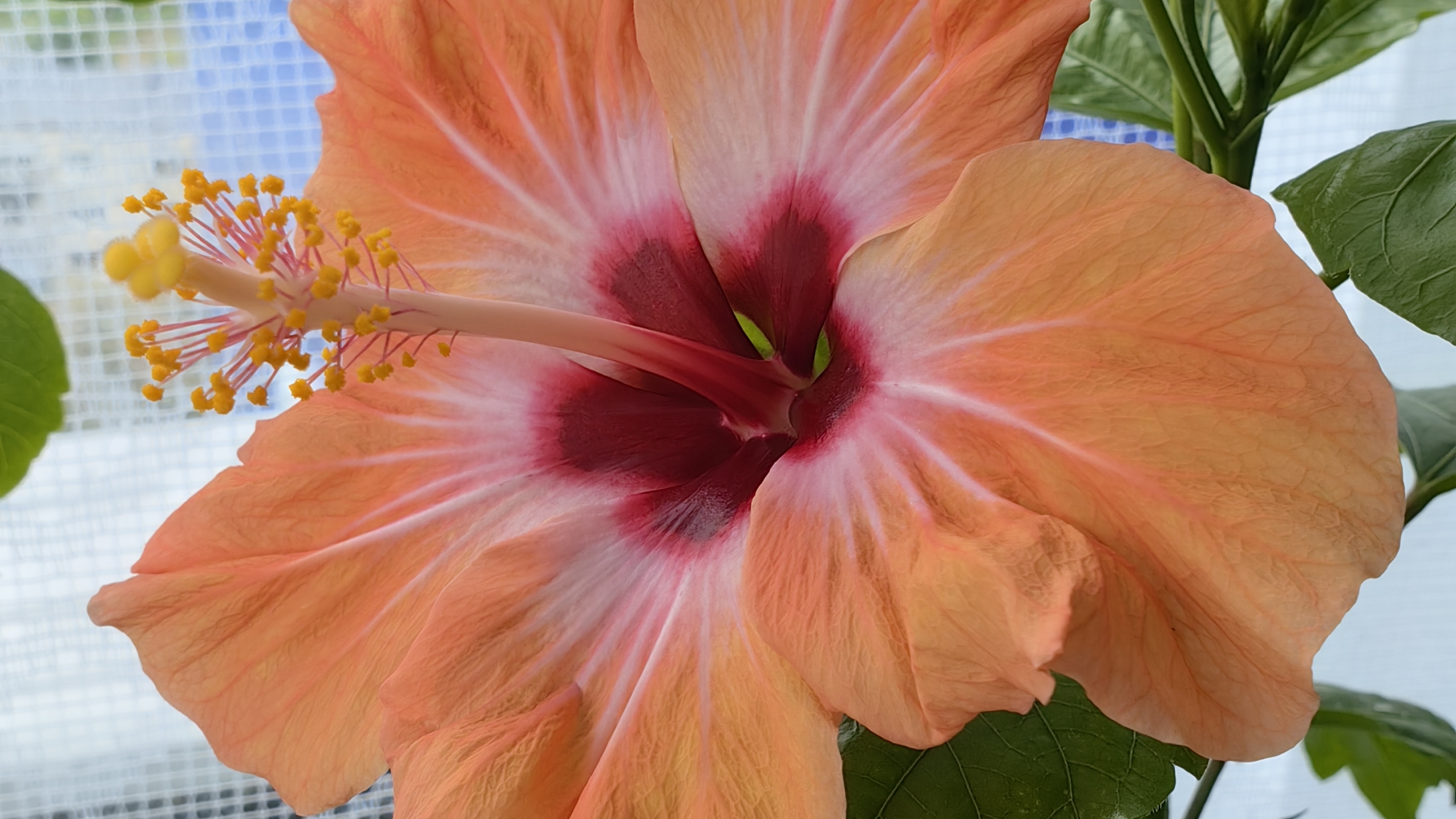 ИЗЛИШКИ РАСТЕНИЙ НА 21.05.25г. Ч 1🌸☘️🌸