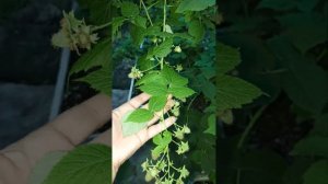 Каскад Харвест малина