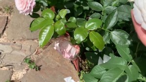 Розы Квиксильвер, Александр Пушкин, Симпл Горджеус, Пр