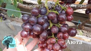 #Виноград #Аюта