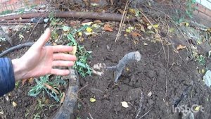 Размножение Китайской🍒Вишни способом - Отводками (од