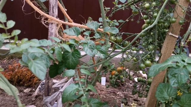 ПОМИДОР-САМОСЕВ 20 ОКТЯБРЯ, В ОТКРЫТОМ ГРУНТЕ?! И ВСЕ Е? смотреть онлайн