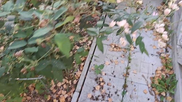 Роза альден бизен. Гуттаперчевый кабачок(Гас). Немного смотреть онлайн