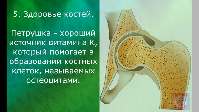 10 полезных свойств петрушки смотреть онлайн