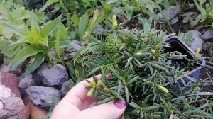 Формировка декоративных кустарников