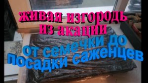 Живая изгородь из акации. От семечка до посадки саженцев