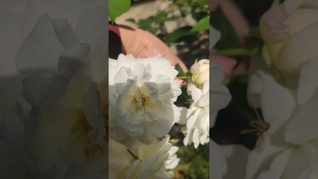 Белые розы. смотреть онлайн