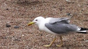 Морские стражи: Чайки в кадре