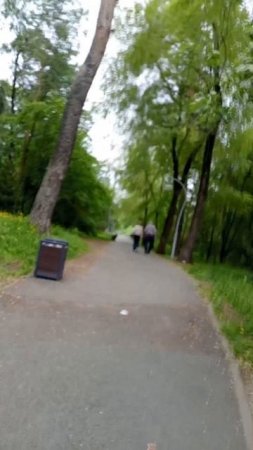 Сосновая роща
