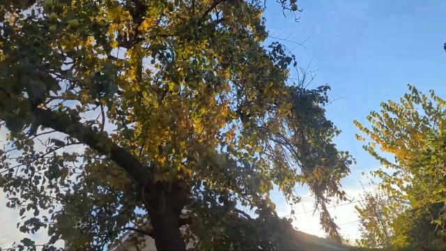 2 ноября. Зимняя груша, на которой сразу 3 или даже 4 сор? смотреть онлайн