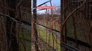 малина МАРАВИЛЛА