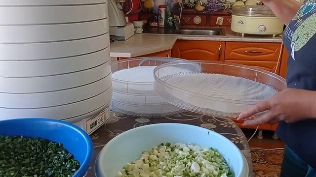 Прореживаю СЕМЕЙНЫЙ ЛУК/ Три способа ЗАГОТОВКИ ЛУКА н?