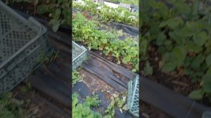 КАК ВАМ СОРТ ВИВАРА?