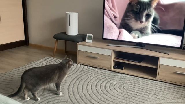 КОШКА В ШОКЕ 🔴Кошка увидела себя по ТВ🔴Кошка смотрит телевизор. #кошки #котики #животные #приколы смотреть онлайн