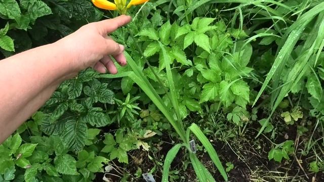 3-9 07 24г на даче,лук Суворова смотреть онлайн