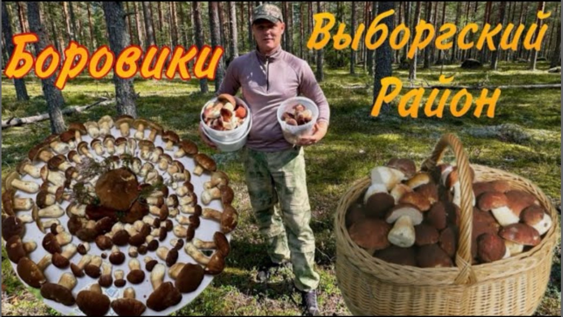 Огромное количество Боровиков_в Выборгском районе Боровики массово начинают расти смотреть онлайн