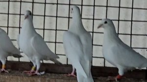 Белые спортивные голуби Калининград Racing pigeons