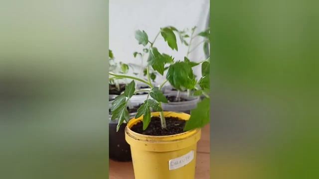 Проливаю рассаду,перец радует,томат раздвоился,запас? смотреть онлайн