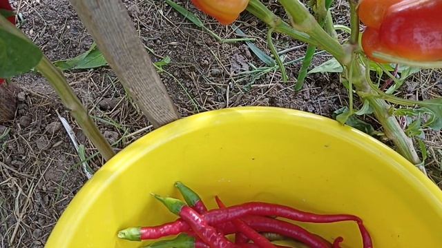 Огурцы в томатном соке. Куриная семейка. Снова сенокос смотреть онлайн