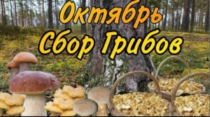 Грибы в Октябре! Грибы есть! Закрываем сезон 2024