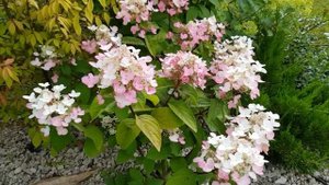 Мой летний сад часть (4)