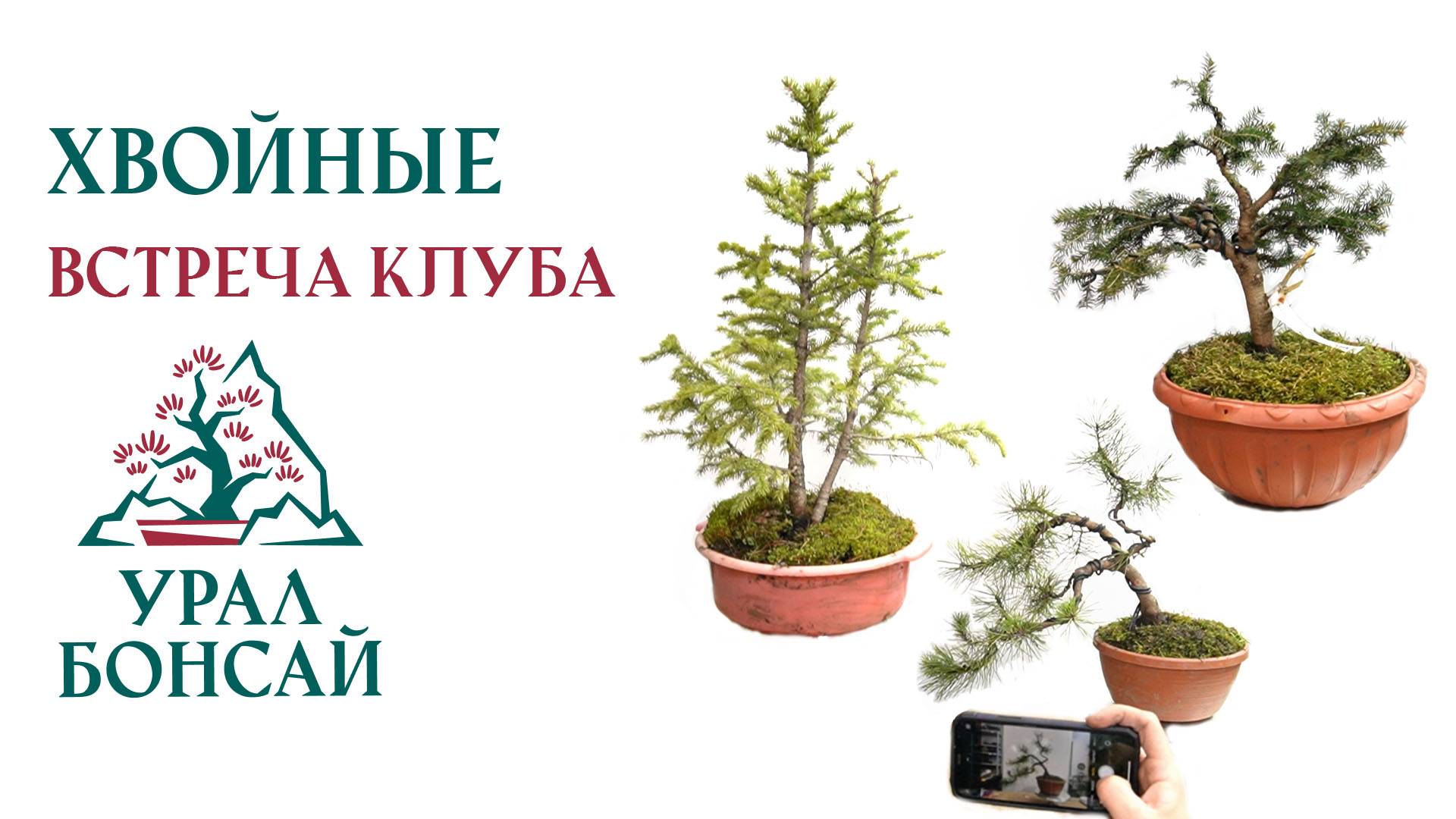 Встреча клуба Урал Бонсай от 26 Апреля 2024, формирование Хвойных растений Дениса Базина