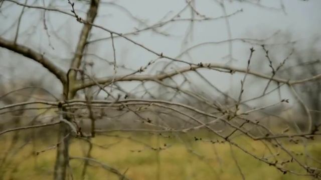 Ранняя весна! 15 марта во всю цветут подснежники и расп смотреть онлайн