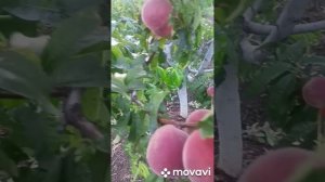 Ранние сорта персика. Фаворит!!! В этом году поспели 15 и