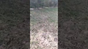 Результаты обучения на курсе "Искусство позитивной дрессировки"