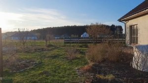 РОЗА АННАПУРНА низкая обрезка. 24.02.2024