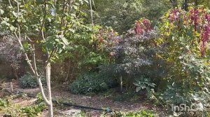 Живем в Адыгее/Прогулка по нашему саду/Второй урожай в