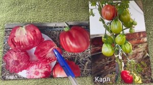 Часть 12. Каталог грушевидных урожайных сортов томатов