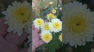 Хризантема корейская Элен Вайт.