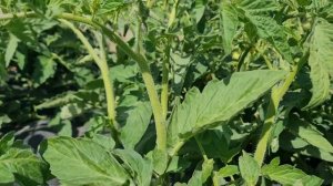 Томаты Дино F1  Суперново F1, Бобкат F1