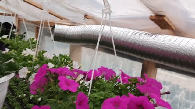 Обзор теплицы на 20.05.2025