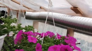 Обзор теплицы на 20.05.2025