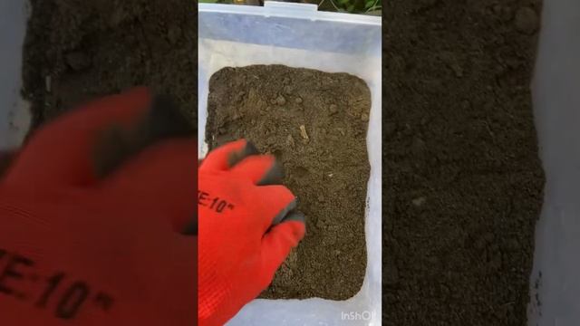 Як вирощувати виноград майже без затрат та досвіду… смотреть онлайн