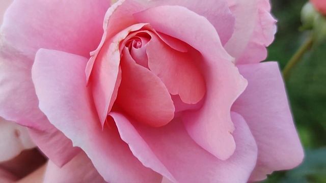 РОЗА🌹 ПОЭТРИ, НЕЖНАЯ РОМАНТИЧНАЯ КРАСАВИЦА смотреть онлайн