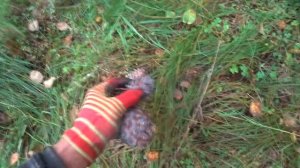 ЖИЗНЬ В ГЛУХОЙ ДЕРЕВНЕ, КАК ЖИВУТ ОБЫЧНЫЕ ЛЮДИ ВДАЛИ О?