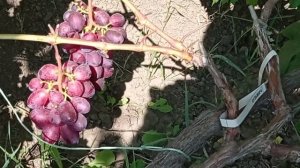 @Новинка у Гергеля! Виноград Кузьмич надранній, велики