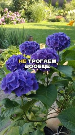 98% Садоводов Ошибаются При Обрезке Этих Растений! ✂️🌿
