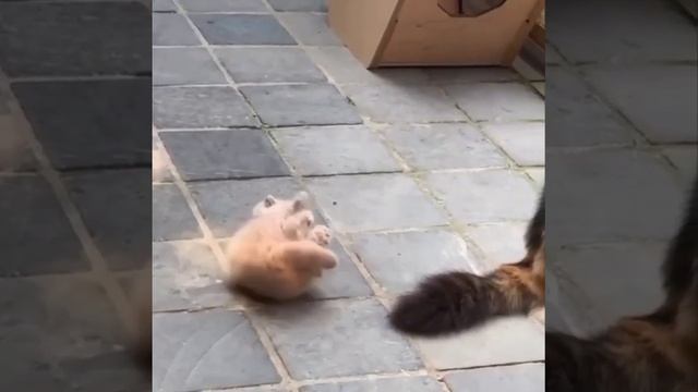 Какие же котики милые смотреть онлайн